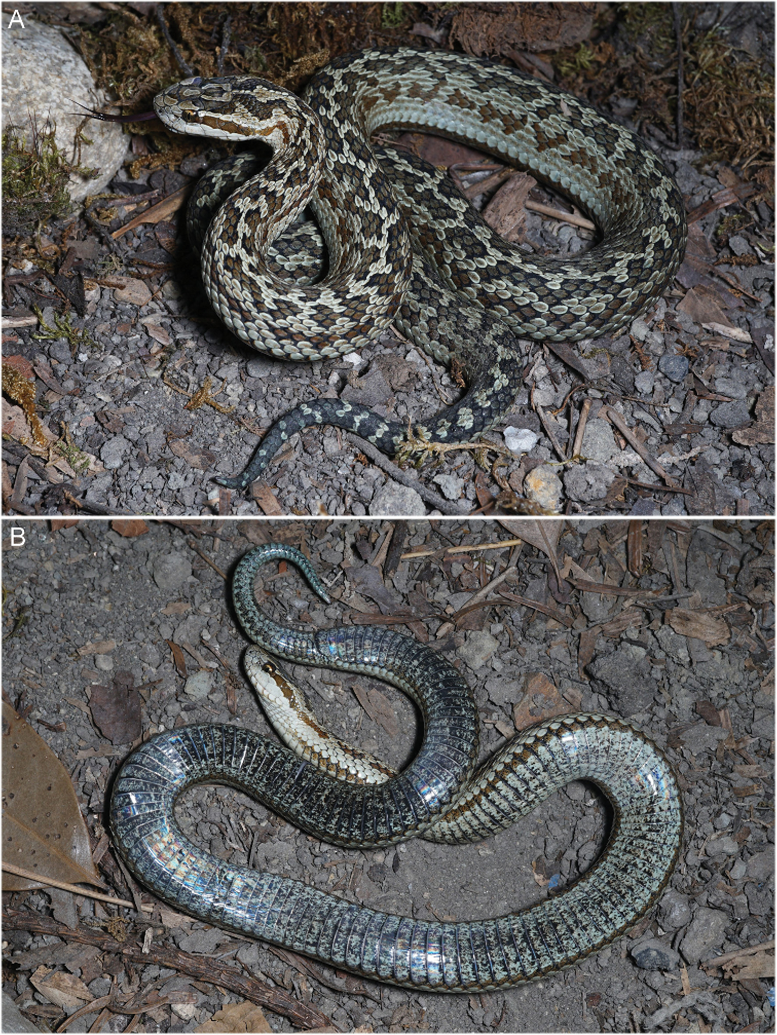 yılan türü keşfedildi (4)