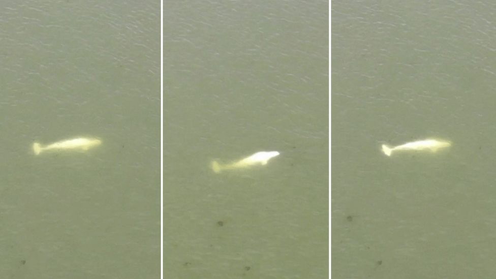 beyaz balina fransada (1)