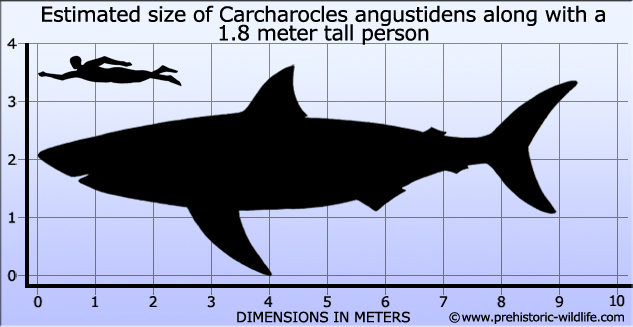 carcharocles-angustidens