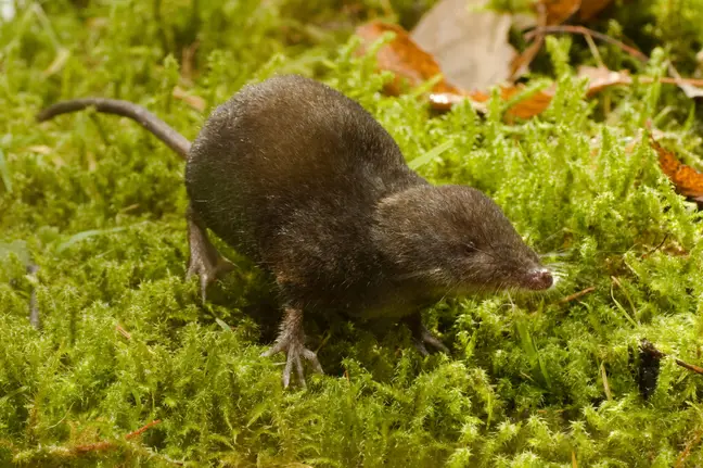 çin yeni virüs (2)