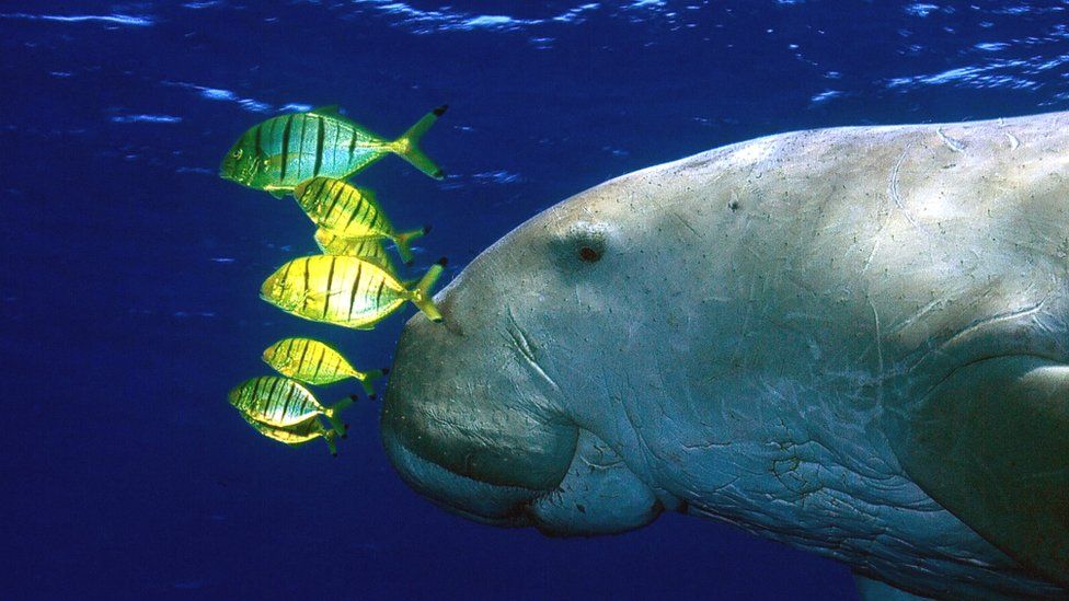 dugong deniz ineği (1)