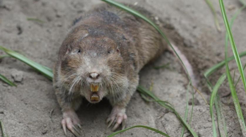 gopherlar tarım yapan memeliler (1)