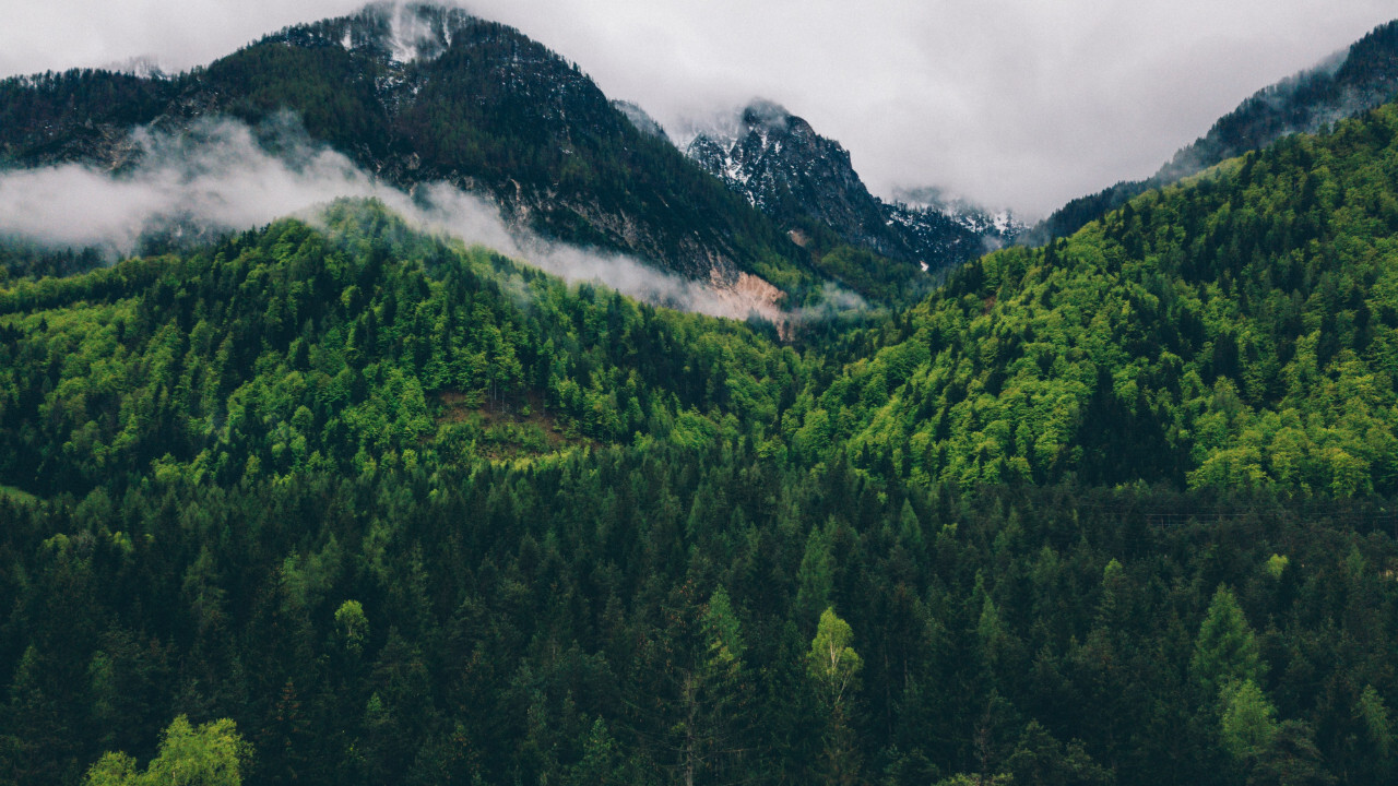 laboratuvarda ağaç ürettiler (5)