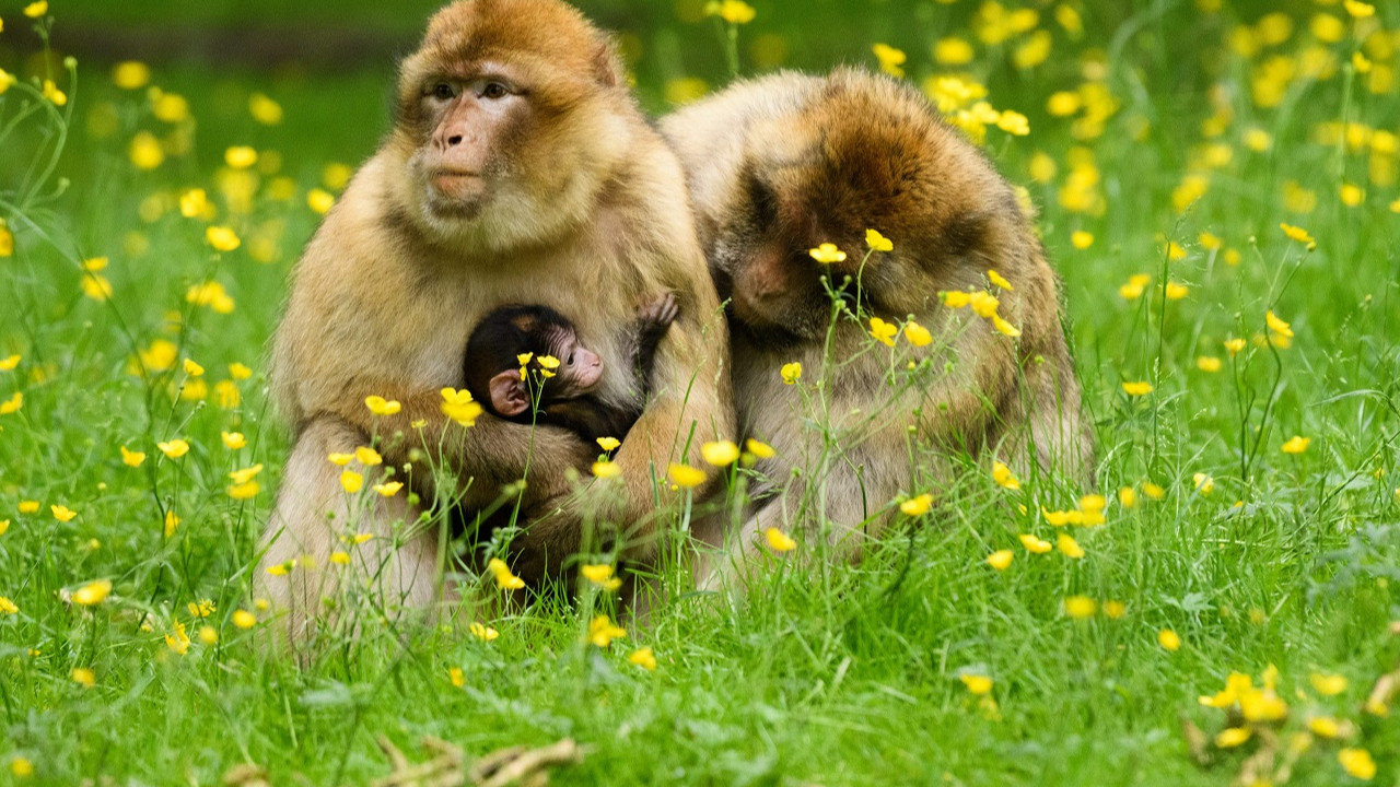 maymun çiceği maymuna saldırı (1)