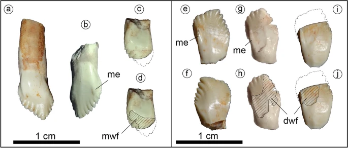 minik zırhlı dinozor (1)-1