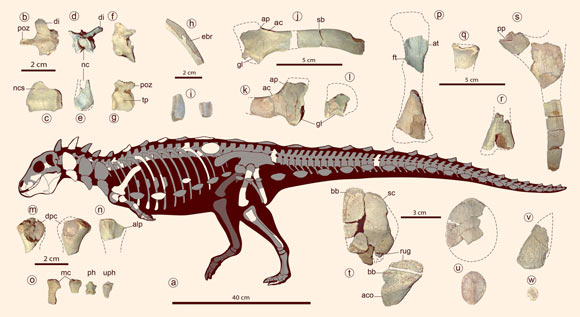 minik zırhlı dinozor (1)