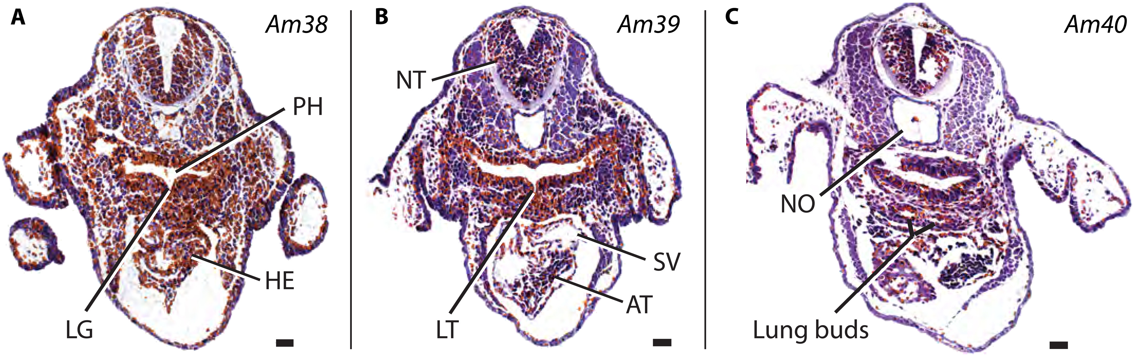 semender akciger (1)-1