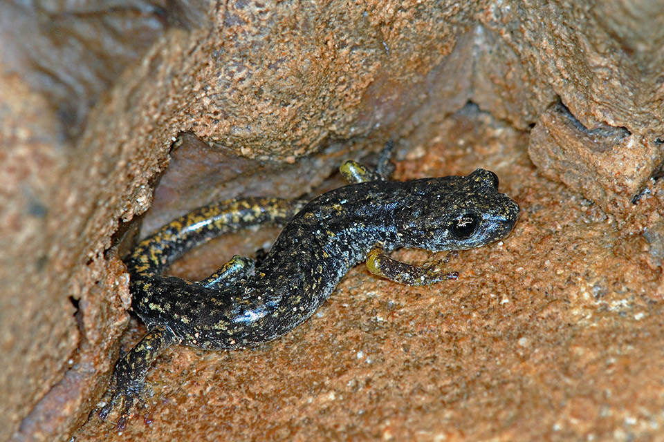 semender akciger (2)