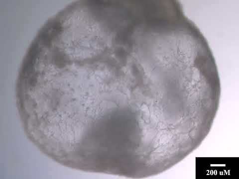 sentetik embriyo (1)