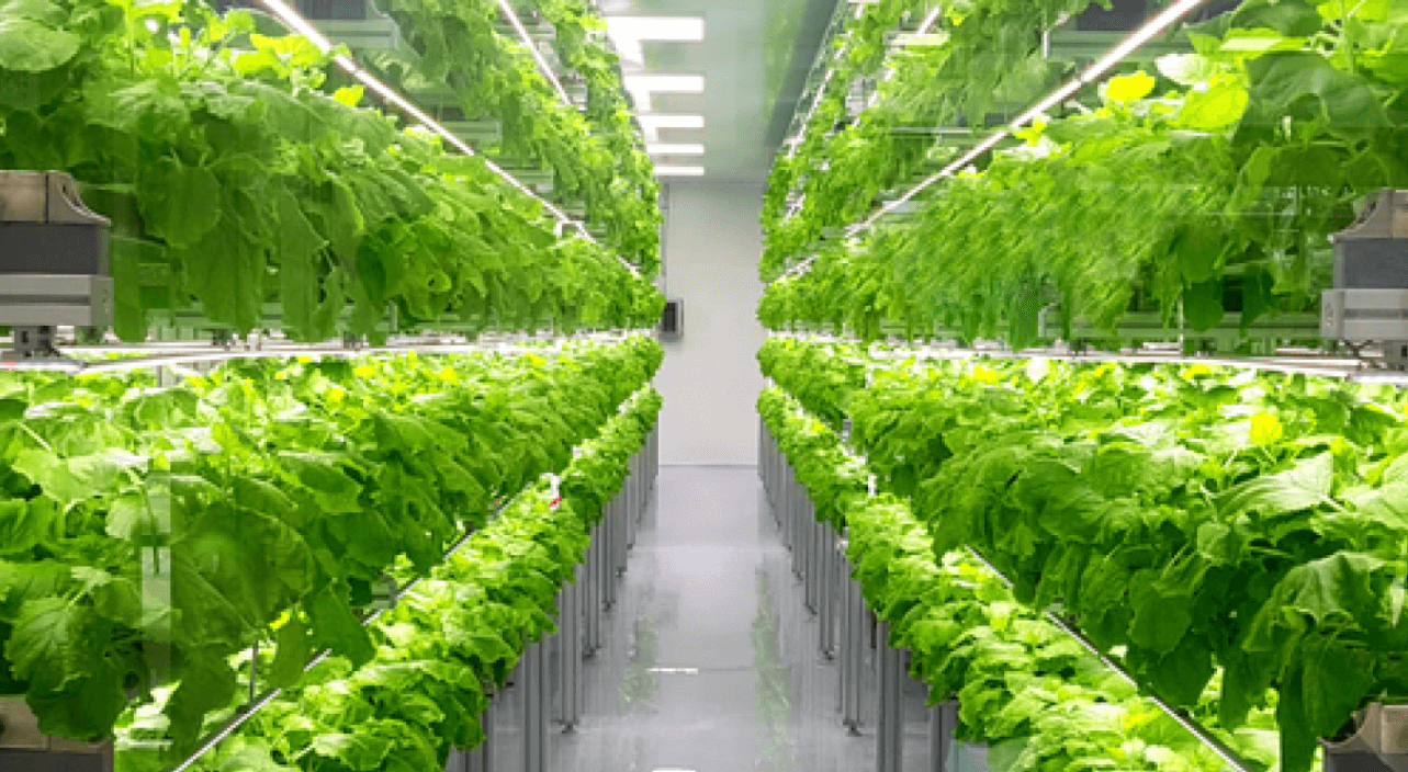 tarim urunleri (1)-1