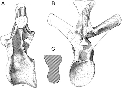 uzun boylu dinozor (1)