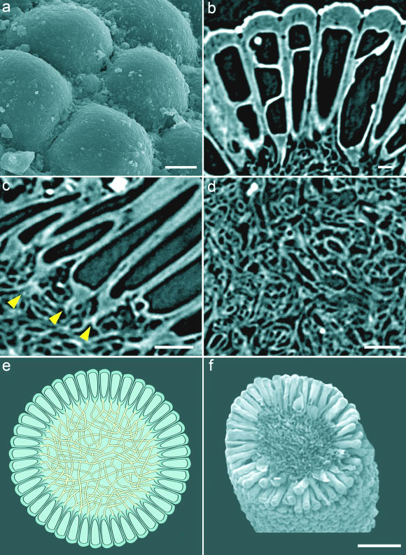 Paleontologlar 541 milyon yıllık yeşil bir alg mikrofosili keşfetti! 2