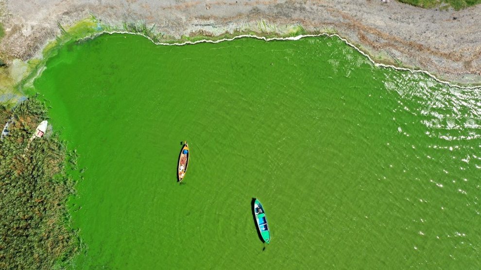 Paleontologlar 541 milyon yıllık yeşil bir alg mikrofosili keşfetti! 5