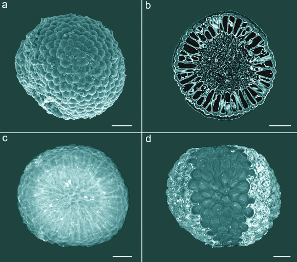 Paleontologlar 541 milyon yıllık yeşil bir alg mikrofosili keşfetti! 4