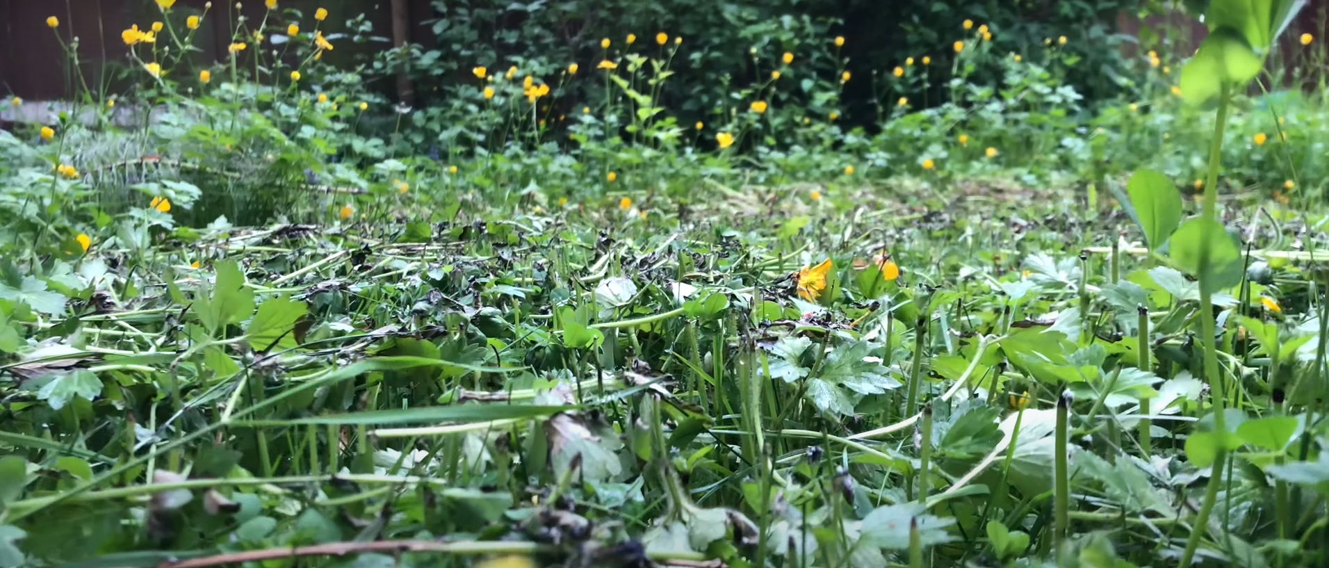 Bir YouTuber,  lazer ışını ile çimleri kesen çim biçme robotu yaptı 5