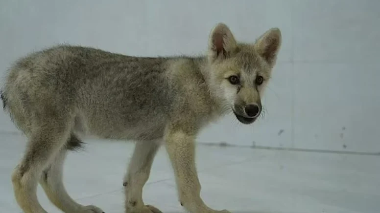 cin-kurt_16_9_1664025797