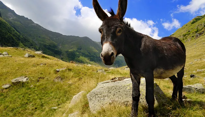 Eşeklerin ilk olarak ne zaman evcilleştirildiği ortaya çıktı! 3