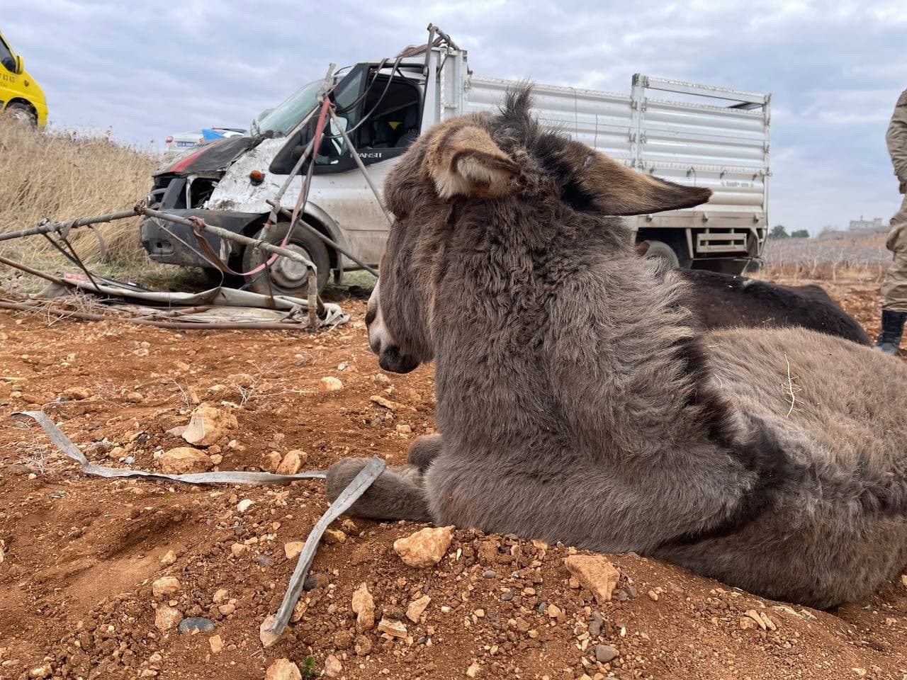 Eşeklerin ilk olarak ne zaman evcilleştirildiği ortaya çıktı! 4
