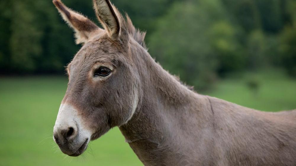 Eşeklerin ilk olarak ne zaman evcilleştirildiği ortaya çıktı! 1