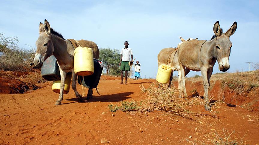 Eşeklerin ilk olarak ne zaman evcilleştirildiği ortaya çıktı! 2