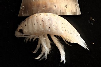 et yiyen su bocekleri izopodlar (1)