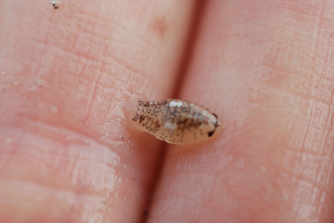 et yiyen su bocekleri izopodlar (3)