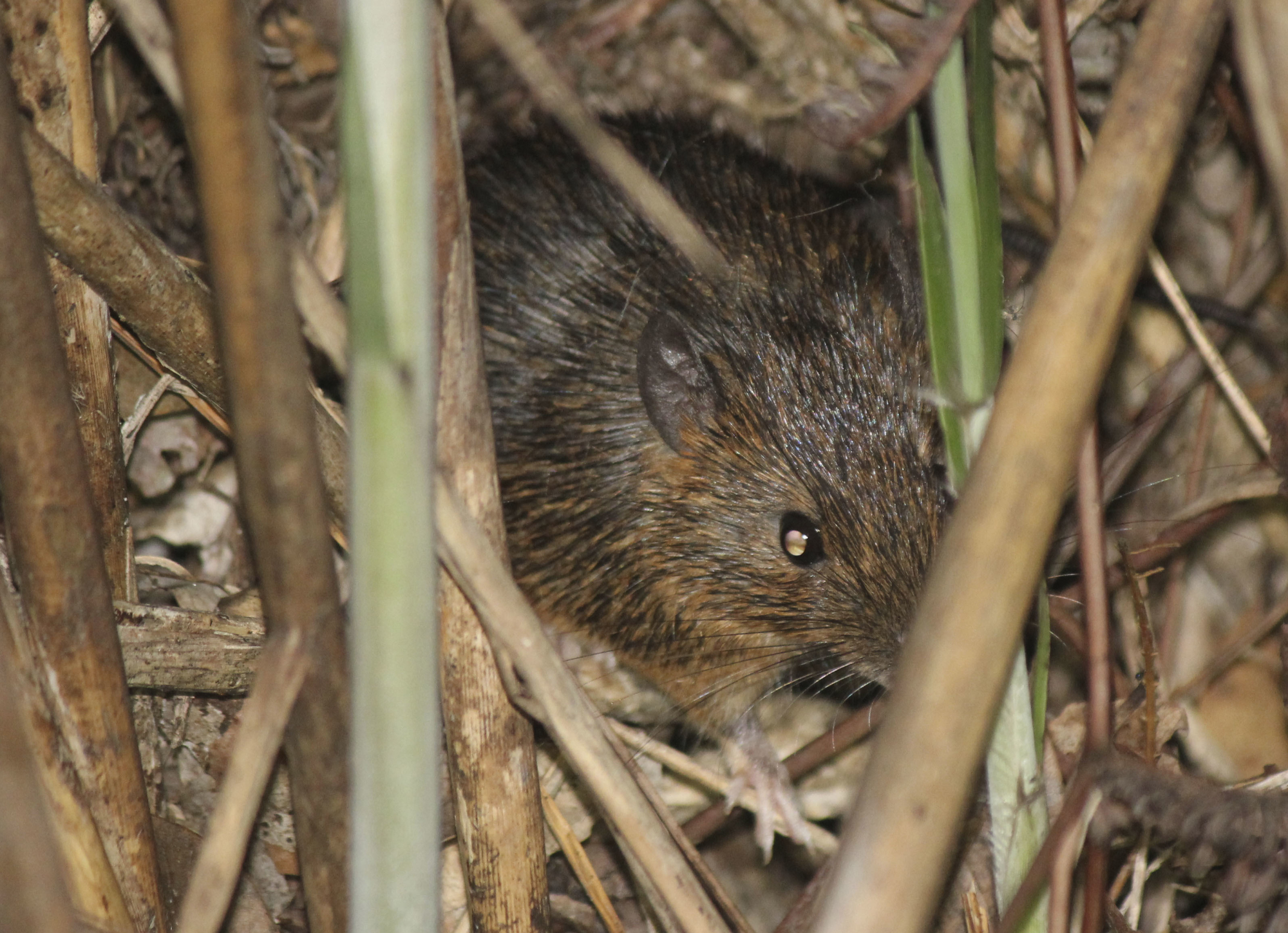 120 yılda bir yaşanıyor! Fareler Japonya'yı istila etti 2