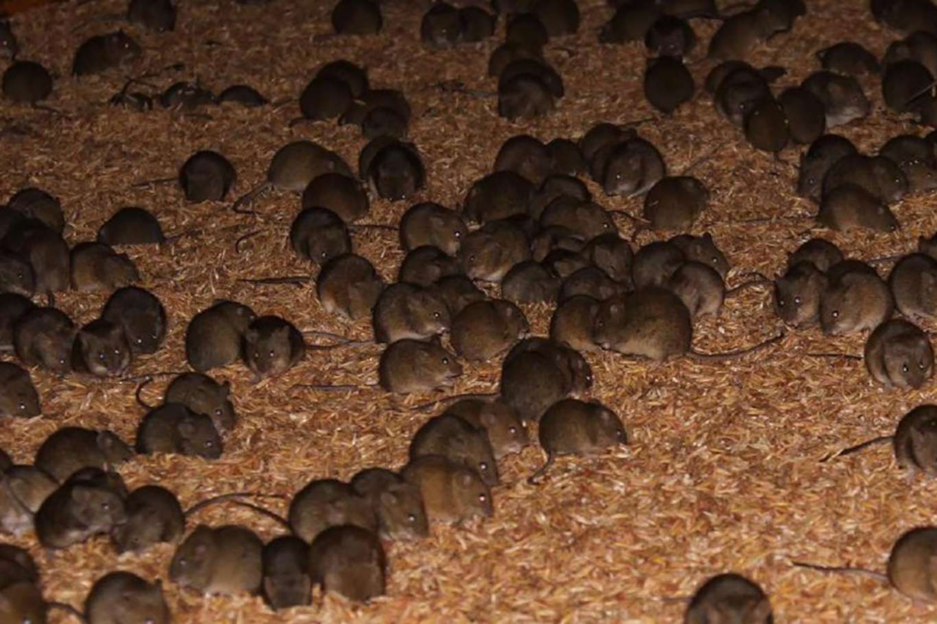 120 yılda bir yaşanıyor! Fareler Japonya'yı istila etti 1