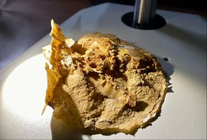 kalp-fosili4-660x446