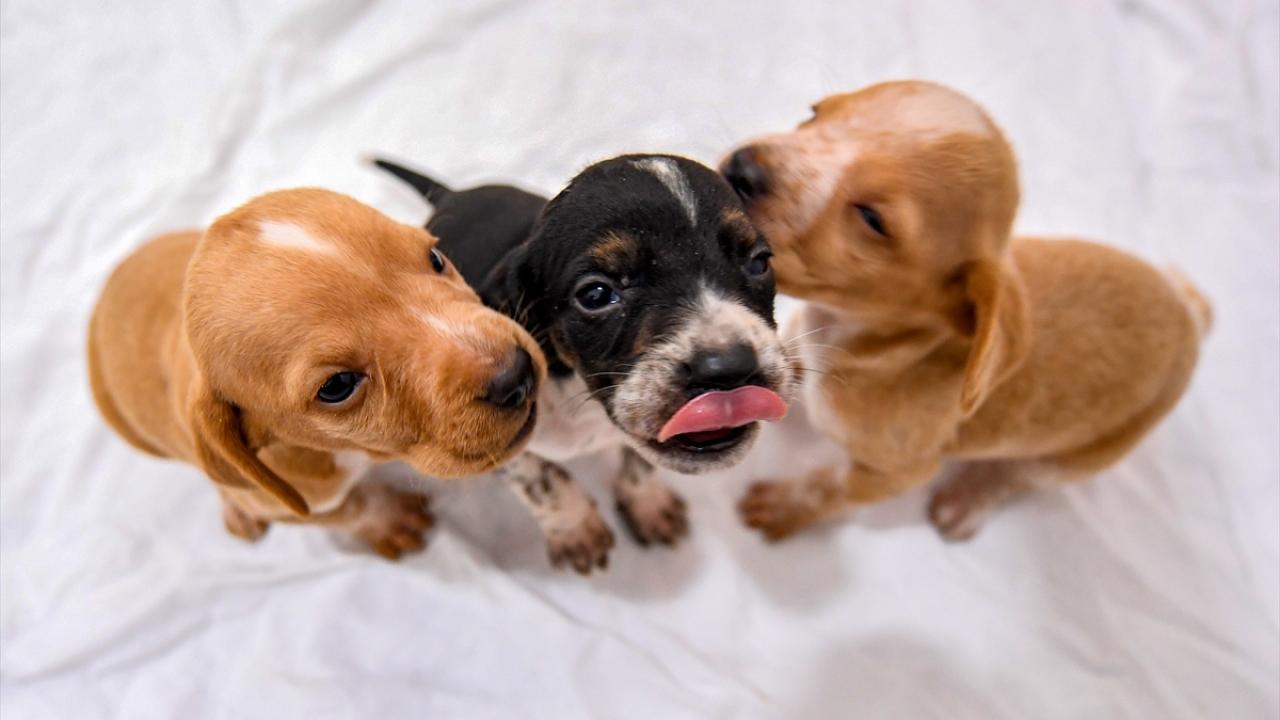 Sadık dostlarımız köpekler bunu da yapabiliyormuş: Stresin kokusunu alıyorlar! 4