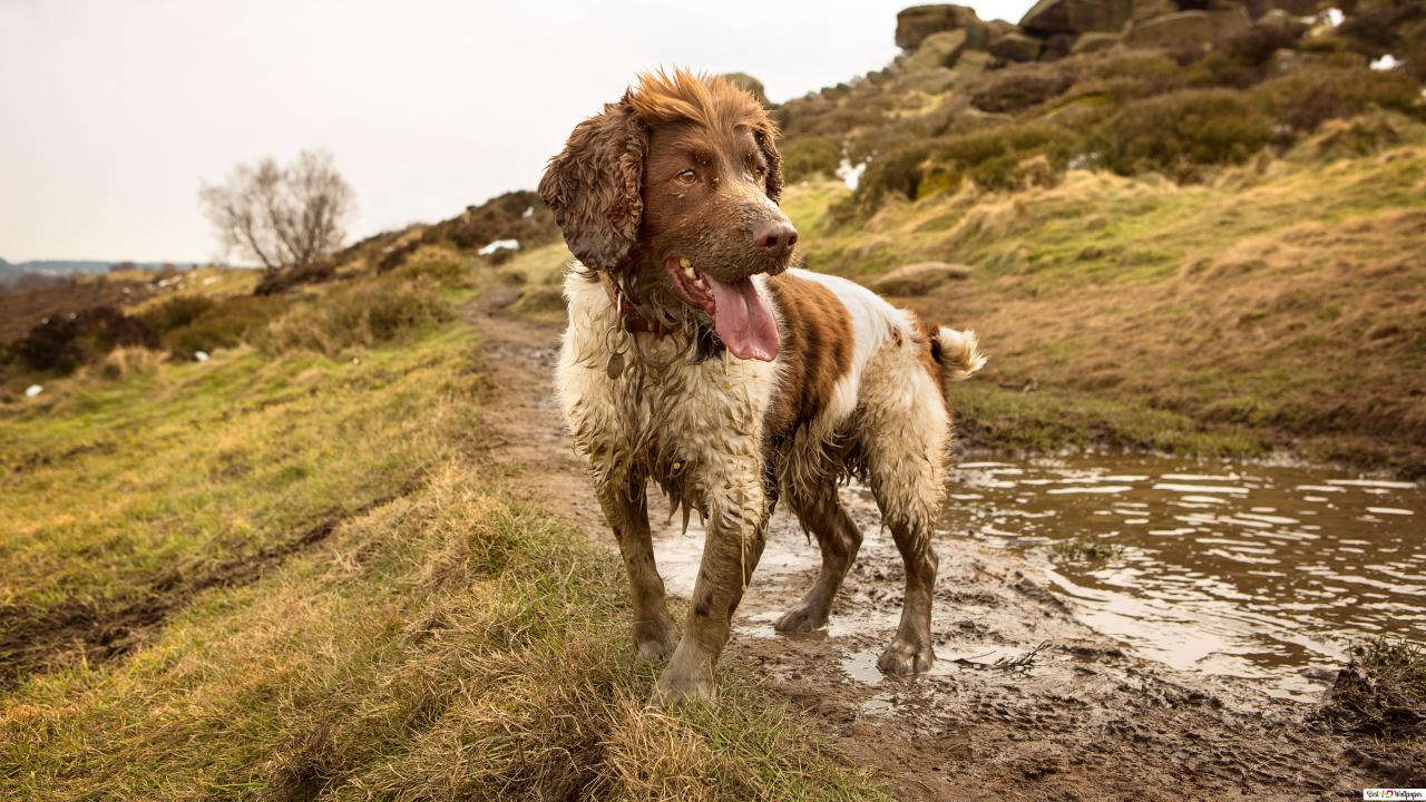Sadık dostlarımız köpekler bunu da yapabiliyormuş: Stresin kokusunu alıyorlar! 3
