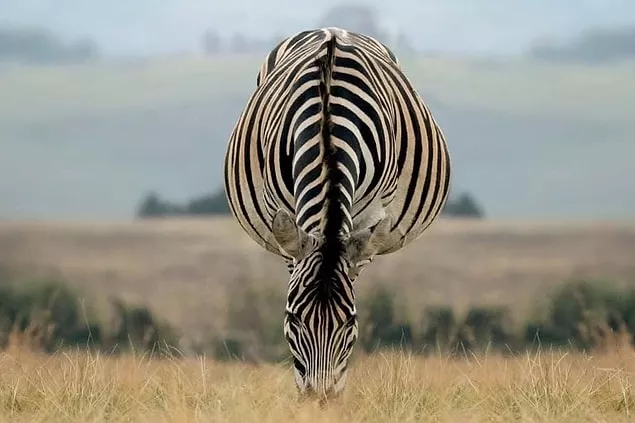 Beyninizi adeta 'yakacak' birbirinden ilginç 15 görüntü 6