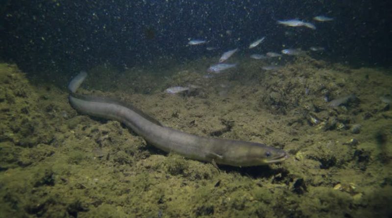 Bilimin hala açıklayamadığı 8 gizem 2