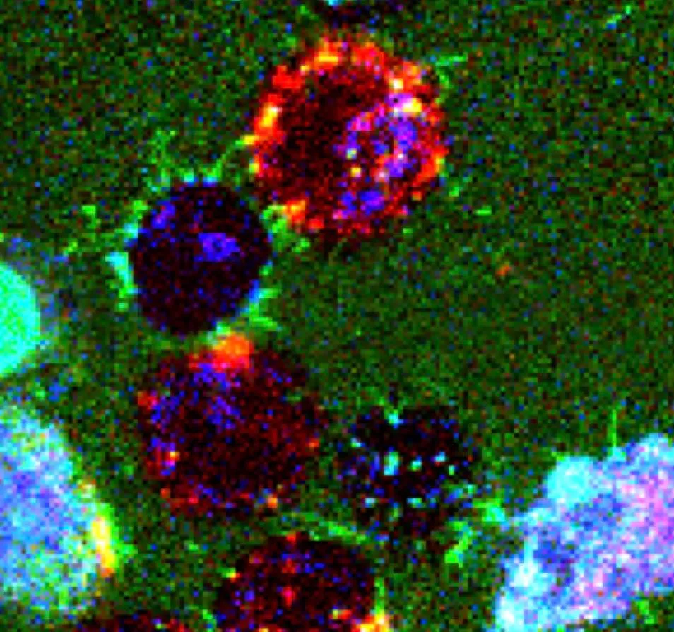 Saç telinden 1.000.000 kat ince olan su sızdırmaz nano tüpler geliştirdiler! Peki bu tüpler ne için kullanılacak? 2