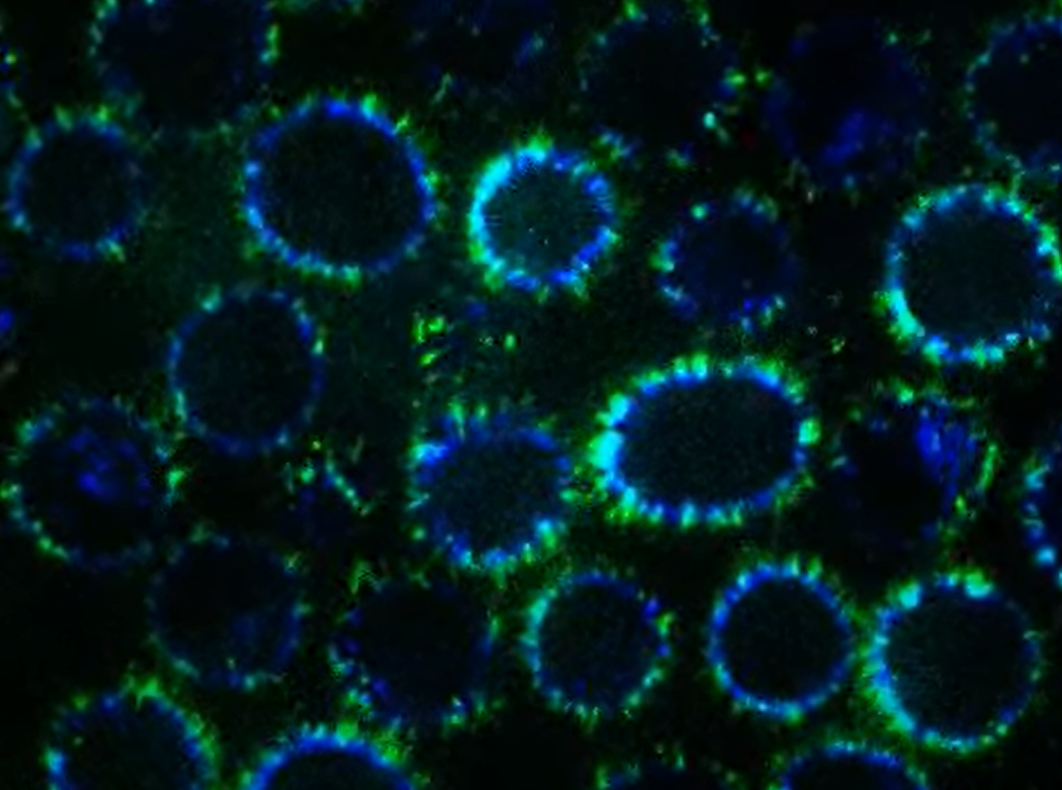 Saç telinden 1.000.000 kat ince olan su sızdırmaz nano tüpler geliştirdiler! Peki bu tüpler ne için kullanılacak? 3