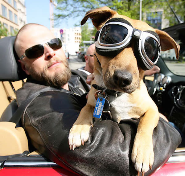 Bu kadar benzerlik fazla! Sahiplerine benzeyen 25 komik evcil hayvan 18