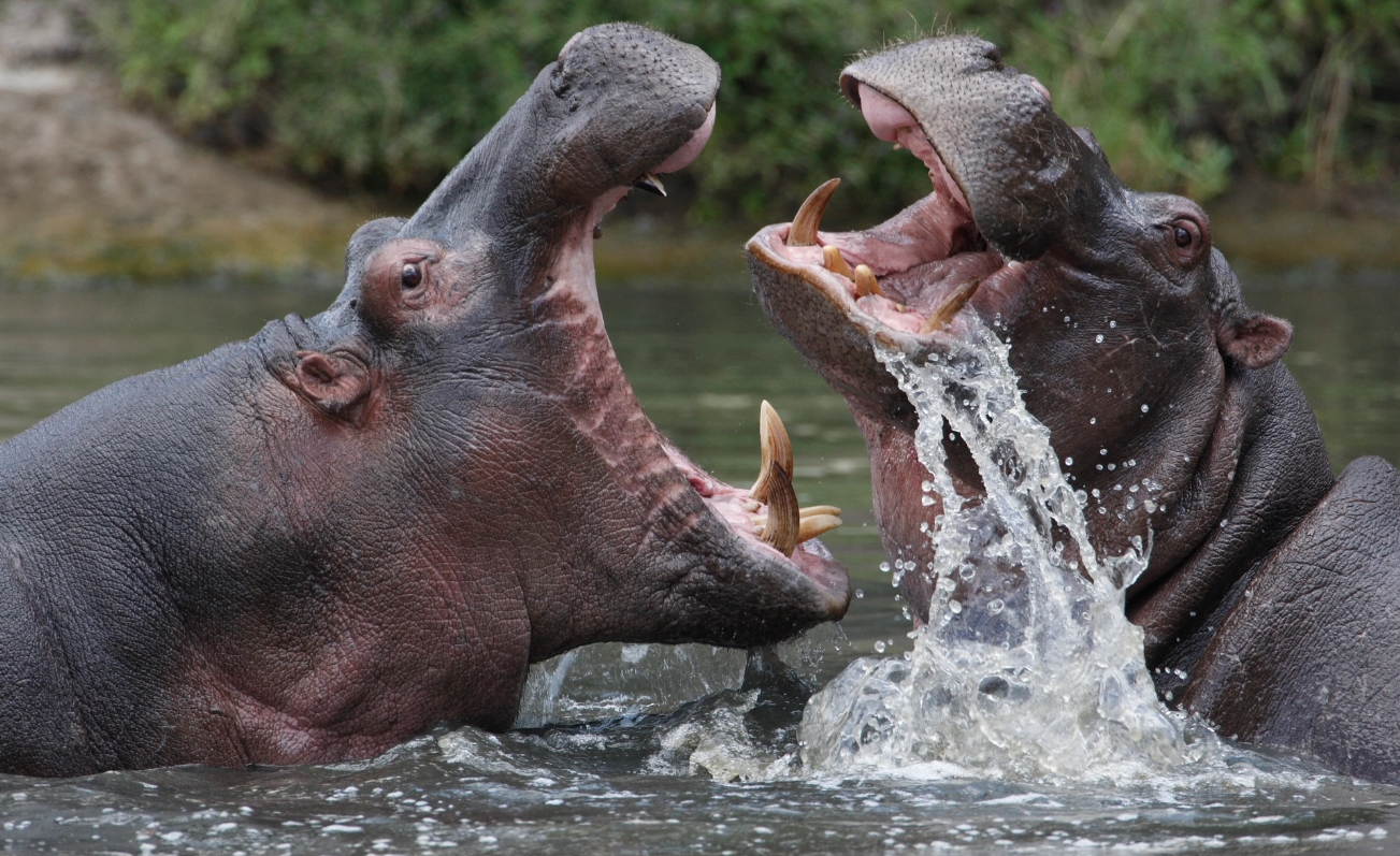 Öldürme sayısına göre dünyanın en ölümcül 10 hayvanı: Zirveye oynuyoruz 3