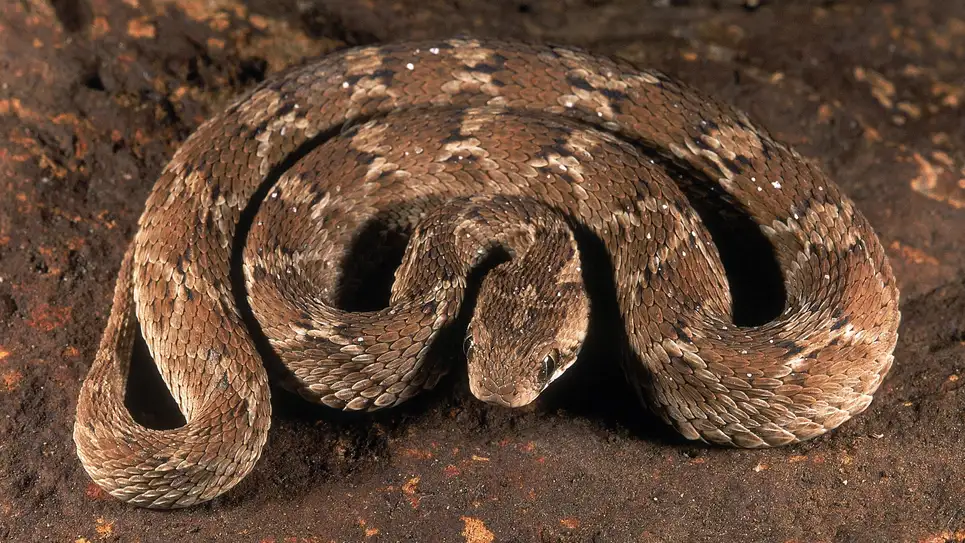 Öldürme sayısına göre dünyanın en ölümcül 10 hayvanı: Zirveye oynuyoruz 8