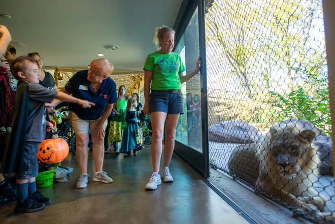 18 yaşındaki dişi aslan Zuri'nin,  erkek aslanlar gibi yelesi çıkmaya başladı 7