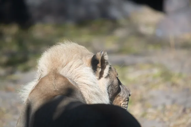 18 yaşındaki dişi aslan Zuri'nin,  erkek aslanlar gibi yelesi çıkmaya başladı 4