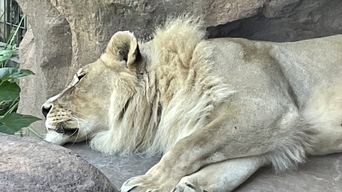 18 yaşındaki dişi aslan Zuri'nin,  erkek aslanlar gibi yelesi çıkmaya başladı 8