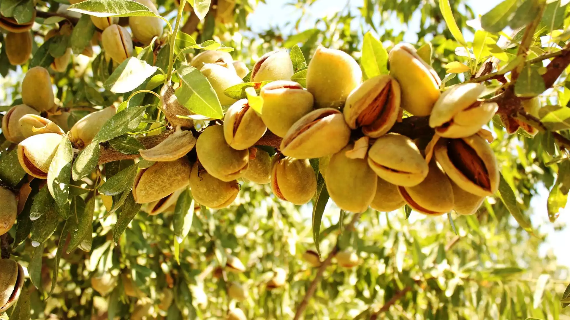 Badem tüketmek obeziteyi azaltıyor! 4