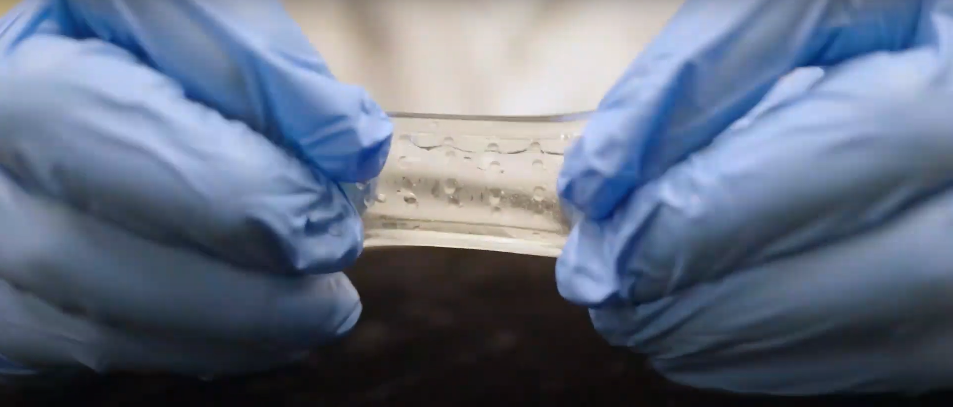 biyolumens karanlıkta parlayan alg (1)