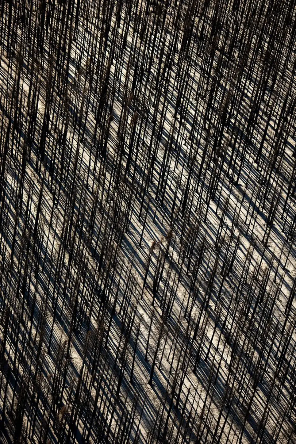 Yılın en iyi doğa fotoğrafları: Korkunç mantarlar,  yanmış ormanlar ve daha fazlası 10