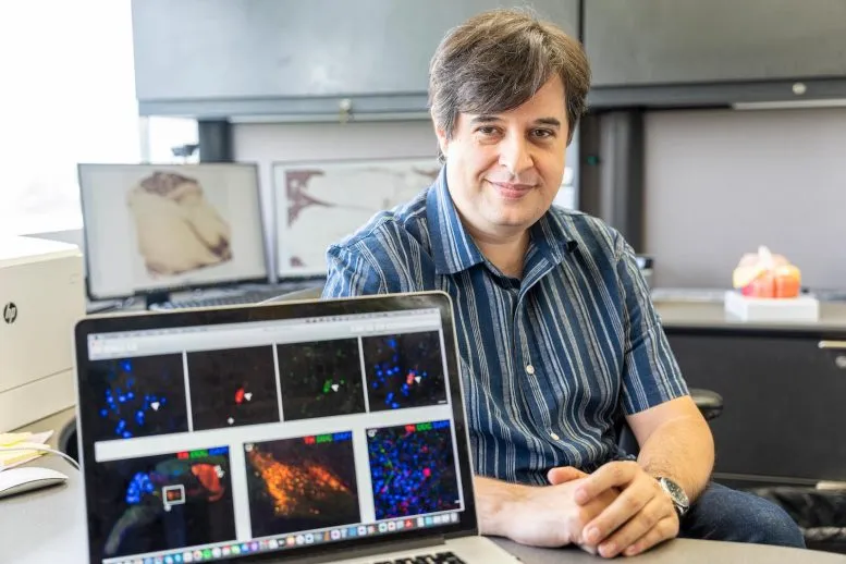 Bilim,  insan evrimine ışık tutabilecek mi? Primat beyinleri incelendi 2