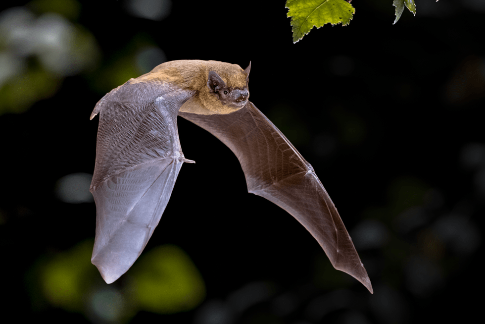 Pipistrelle-bat-0df19ee