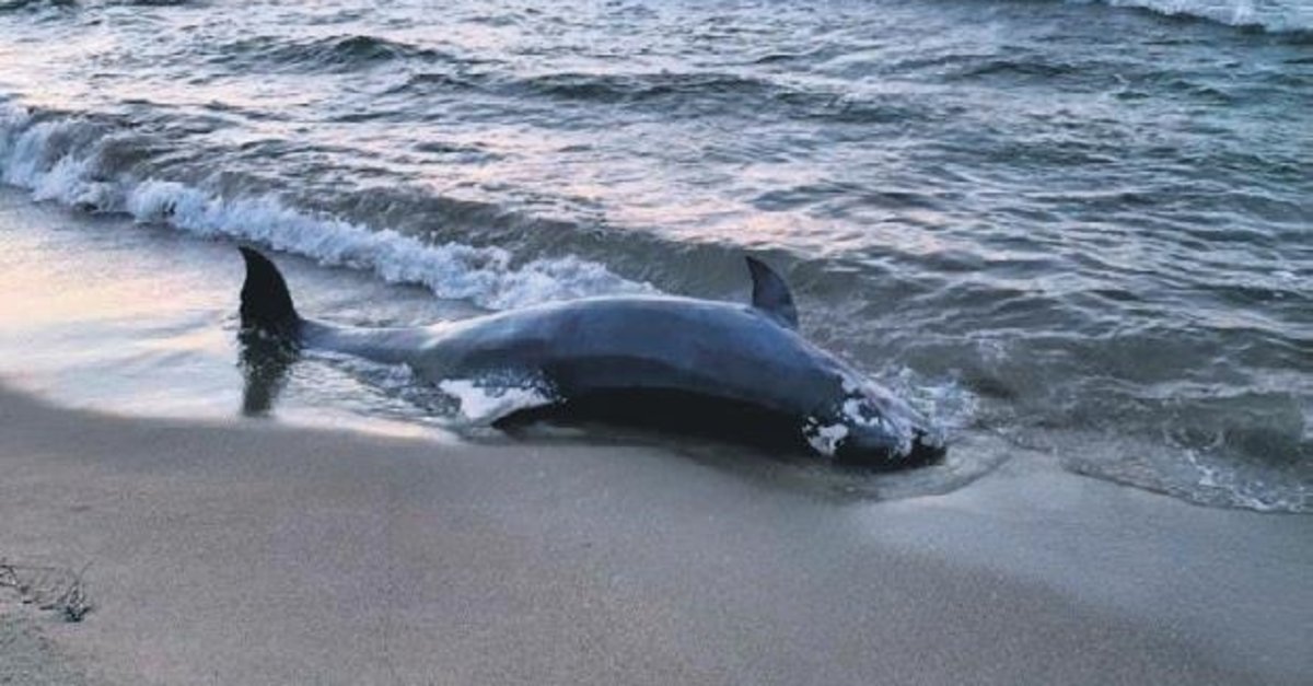 1200x627-mudanyada-uc-olu-yunus-kiyiya-vurdu-1629233373476