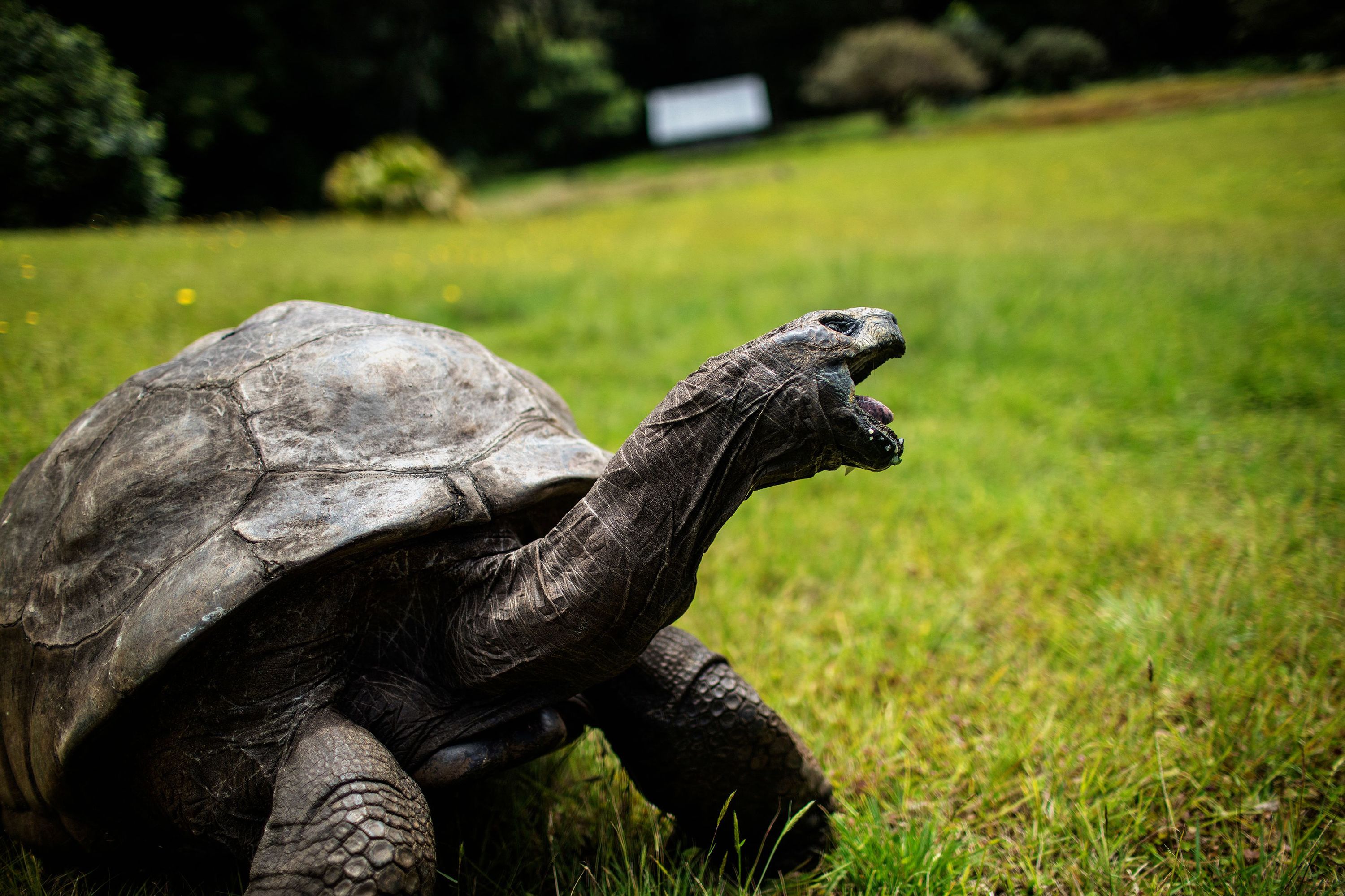221203004414-jonathan-tortoise-file