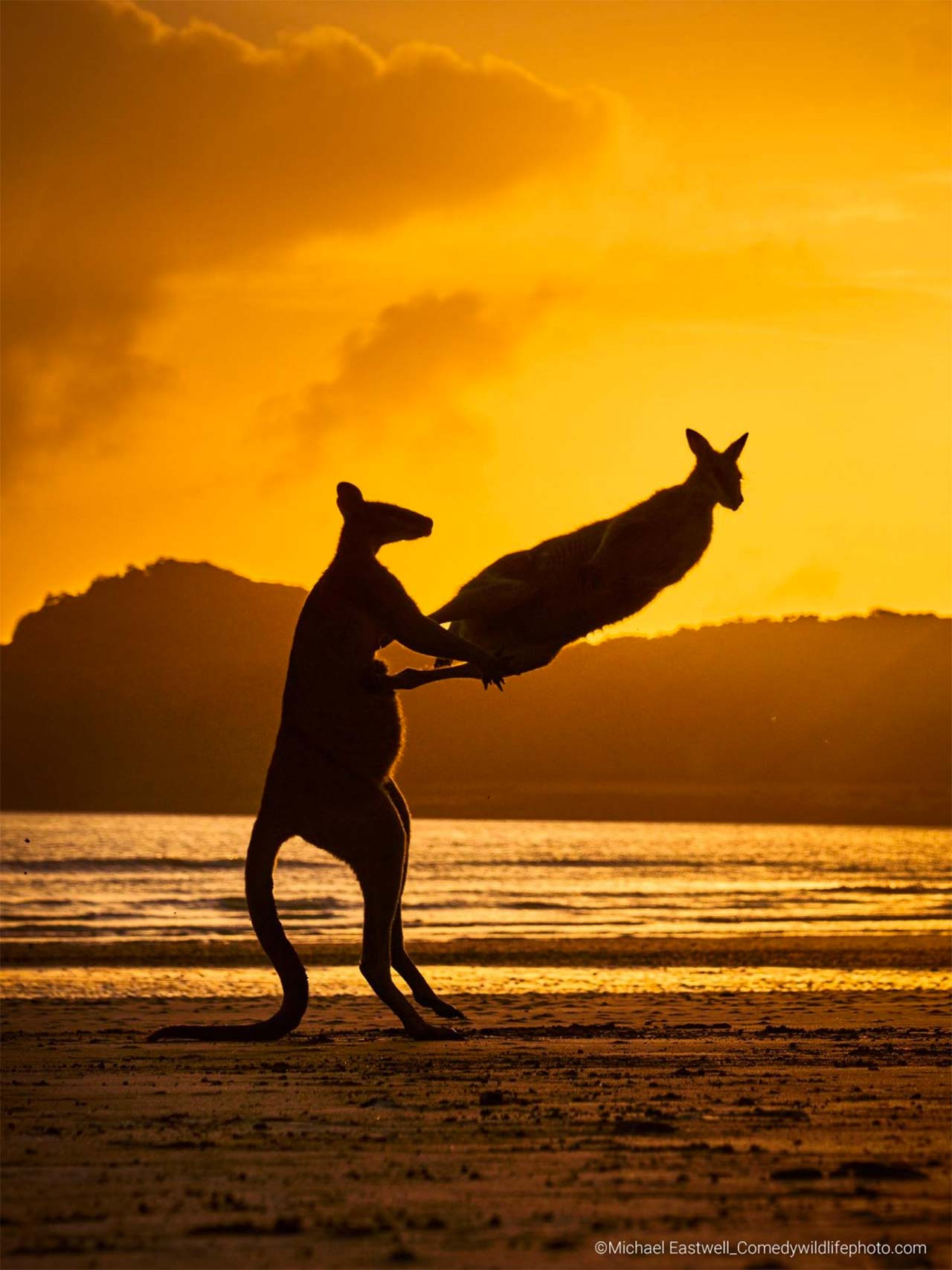 2022'nin en komik 'Vahşi Yaşam' fotoğrafları belli oldu: İşte vahşi hayvanarın birbirinden komik anları 9