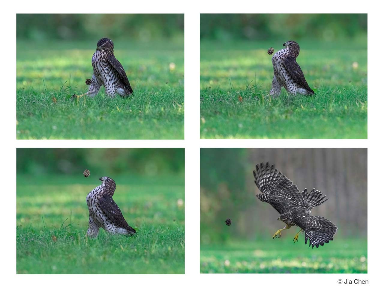 2022'nin en komik 'Vahşi Yaşam' fotoğrafları belli oldu: İşte vahşi hayvanarın birbirinden komik anları 8